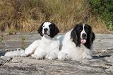 LANDSEER 052